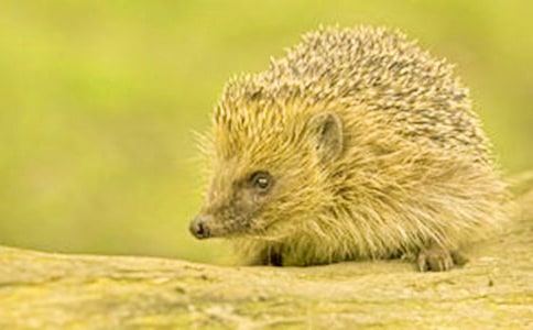 ���С���ʱ��_550��