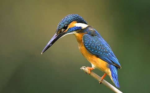 ����˵�θ�15ƪ