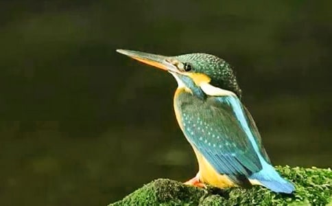 ��ϲ����������