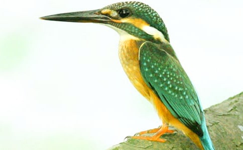 翠鸟的作文合集15篇