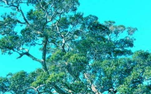 С��������ĶԻ������