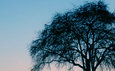 《小草和大树》读后感锦集8篇