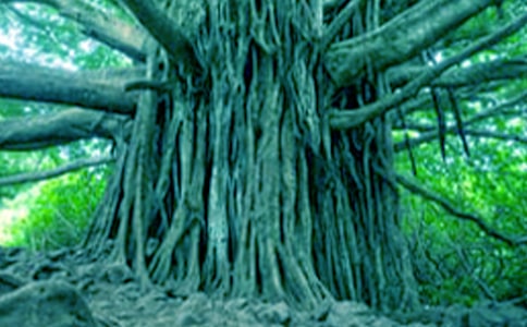 һ�ô��������