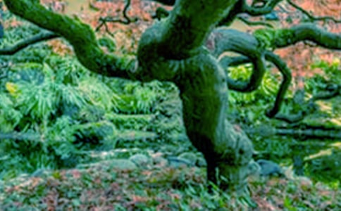 小苗与大树的对话读后感