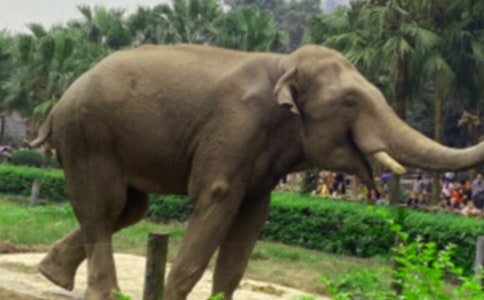 大象救小兔作文通用15篇