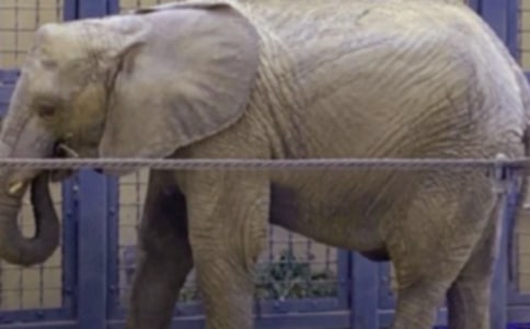 大象与老鼠的故事作文