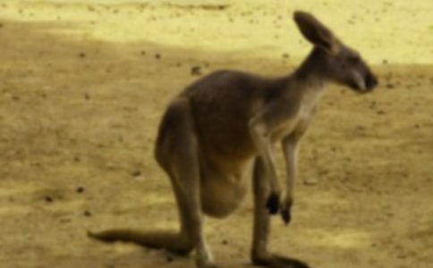 有趣的袋鼠跳作文