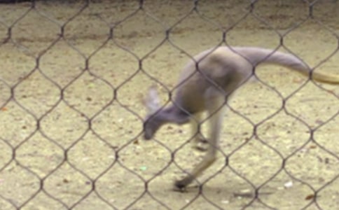 袋鼠的作文精选15篇