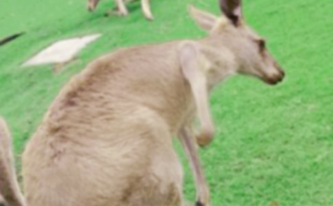 小袋鼠的自述作文