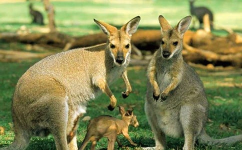 �������������(�ϼ�6ƪ)