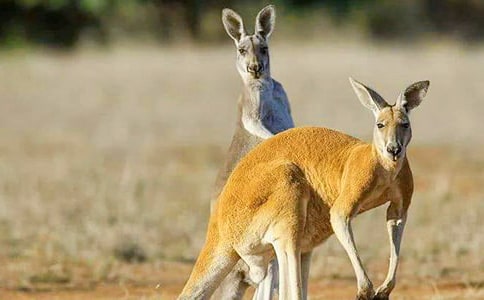 考拉与袋鼠作文