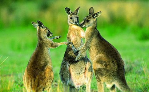 袋鼠跳作文(通用22篇)