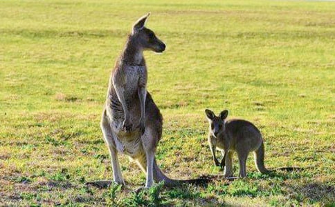 可爱的袋鼠作文