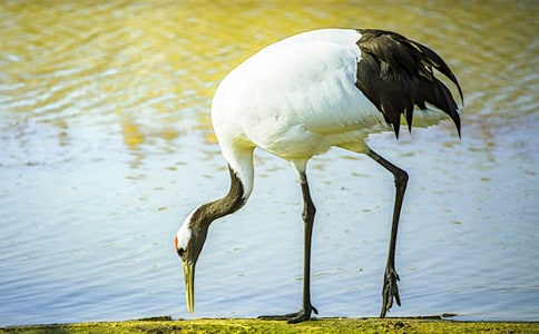 �ι۵����ױ���������