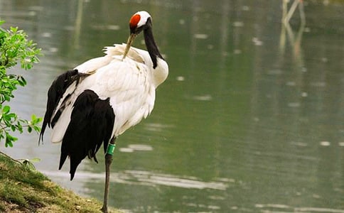 丹顶鹤作文通用13篇