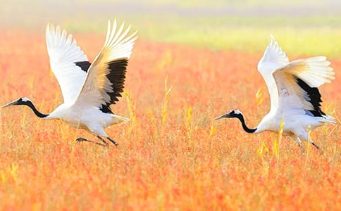 �����׵�����(��ѡ15ƪ)