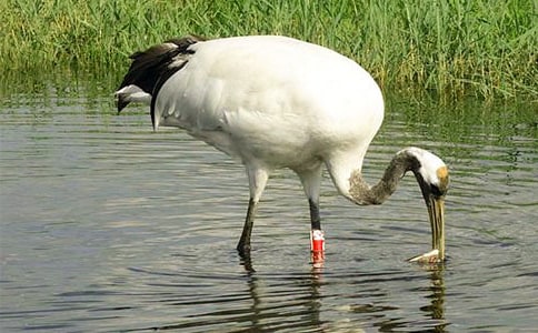 丹顶鹤作文(15篇)