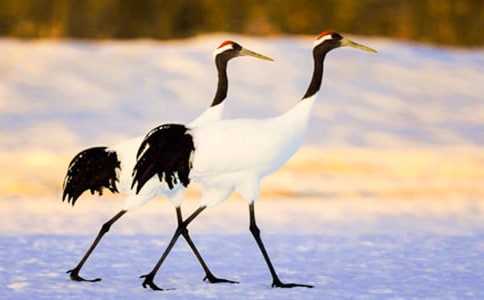 游丹顶鹤保护区作文(3篇)