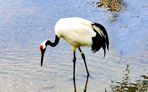 丹顶鹤作文(通用15篇)