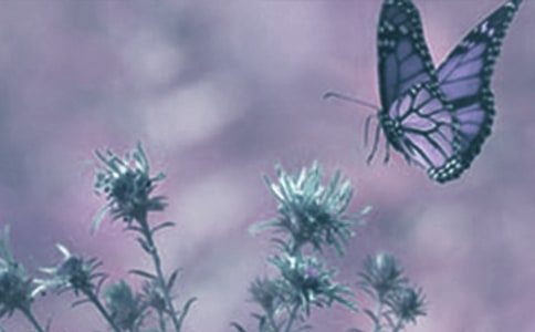 ����д��ֲ���������ƪ