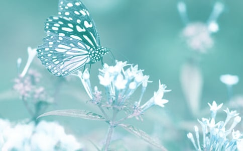 ��ֲ����ʾ����400�֣�ͨ��20ƪ��