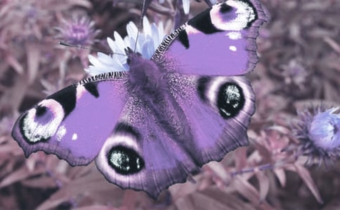 ����Ұ����ֲ�����ܽ�