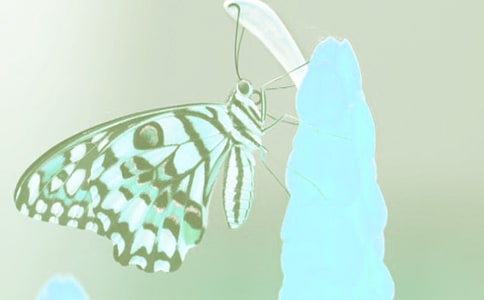 ��ֲ��۲��ռ�