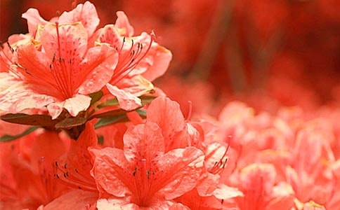 杜鹃花作文【精】