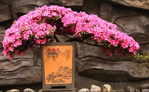 杜鹃花作文【荐】