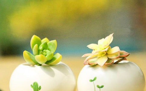 ��ֲ������ĵ����