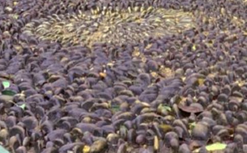 ����һ�Ŷ���ʯ����