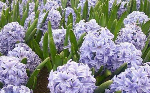 风信子作文(汇总15篇)