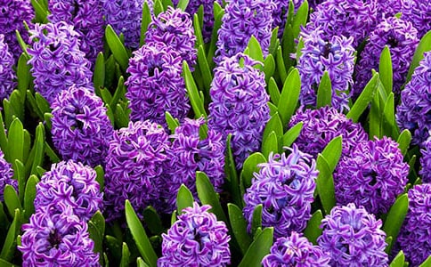 描写风信子的句子