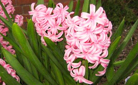 风信子作文【热门】