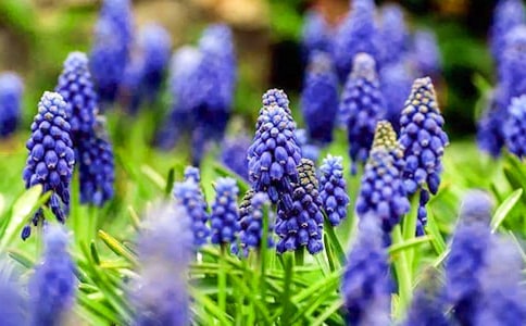 描写风信子的作文(8篇)