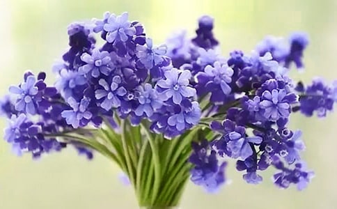 风信子作文【荐】