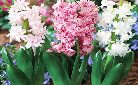 【荐】风信子作文