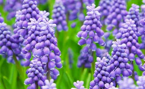 形容风信子的句子