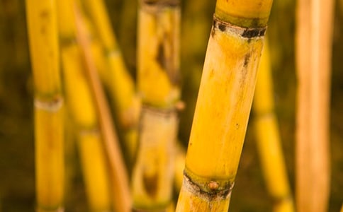 ���ڸ��������