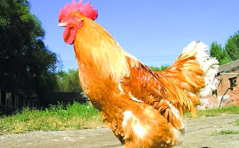 �ö���С��������