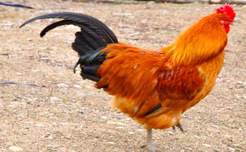 我家的大公鸡作文(15篇)