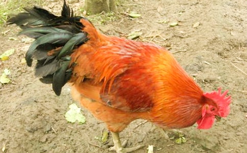 ����������(���15ƪ)