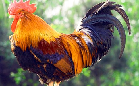 (��)�����Ĺ�������15ƪ