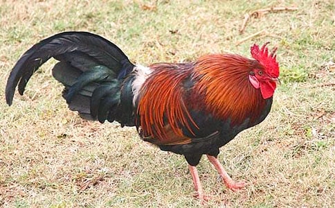 【推荐】好斗的公鸡作文