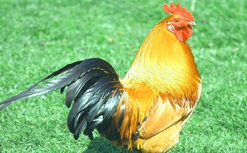 公鸡下蛋作文【锦集15篇】