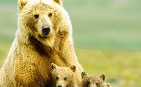 狗熊进城的童话故事