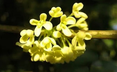 ��״������