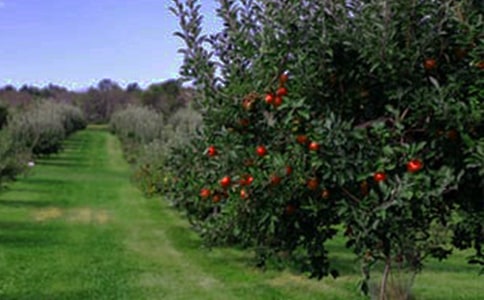 ��԰��������9ƪ[ʵ��]