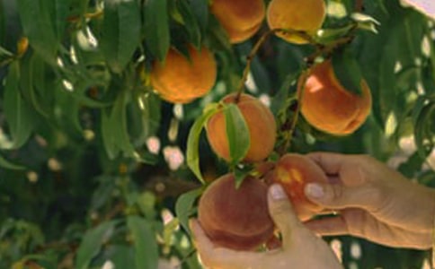 д��԰������