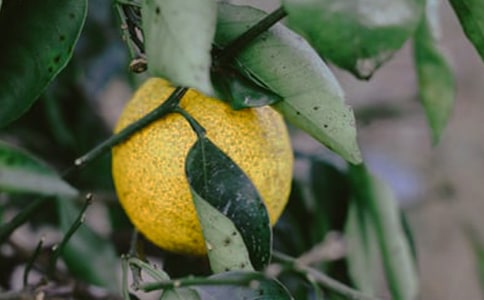 ���Ǵ�Ĺ�԰����